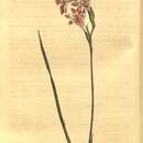 Sivun Gladiolus hirsutus Jacq. kuva