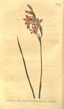 Image of Gladiolus hirsutus Jacq.