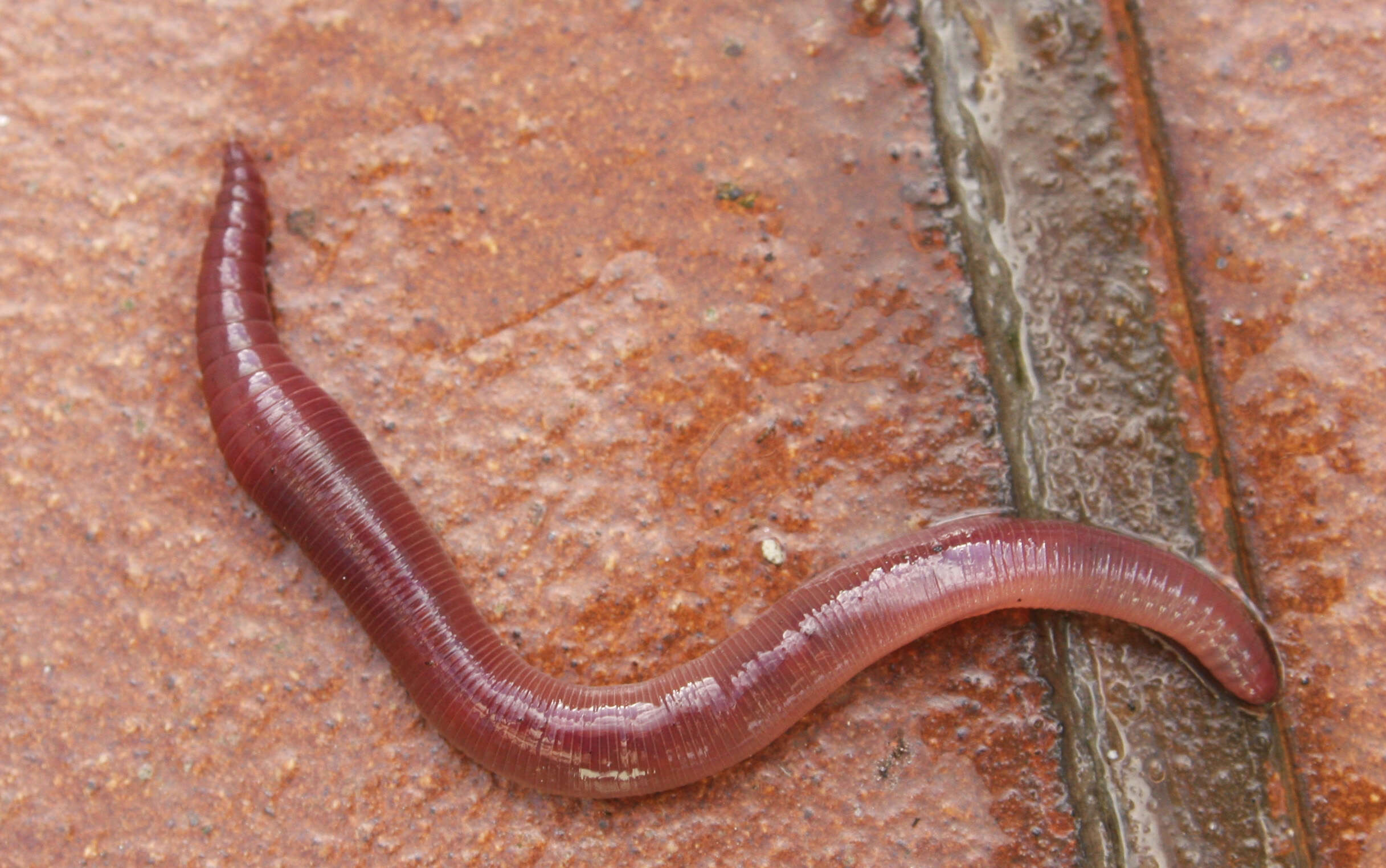 Earthworm - Encyclopedia of Life