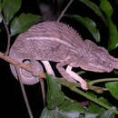 صورة Furcifer rhinoceratus (Gray 1845)