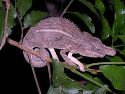 Image of Malagasy chameleons