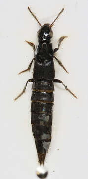 Image of Large rove beetle