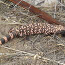 Image of Reticulated gila monster