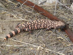 Image of beaded lizards