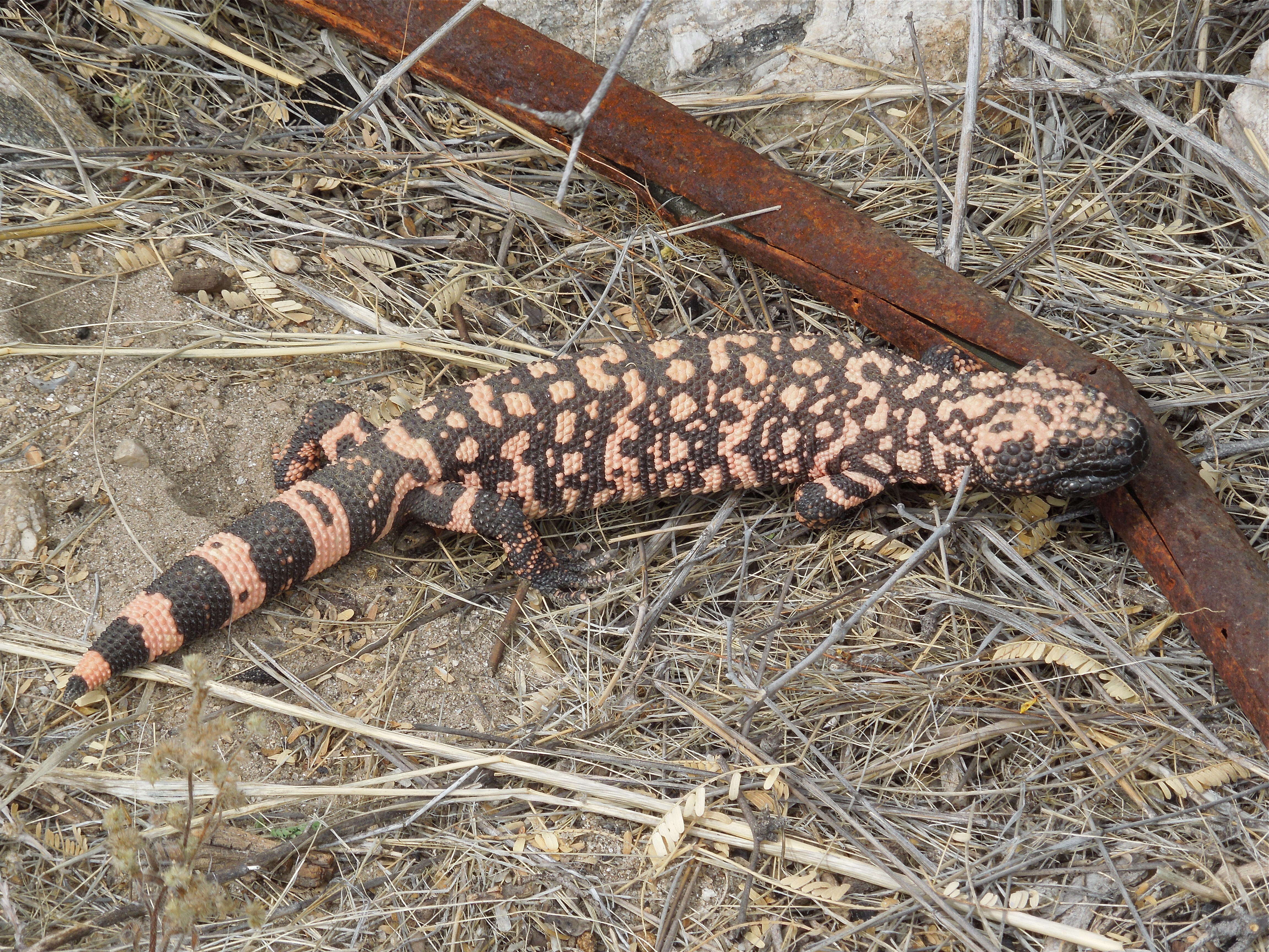 Image of beaded lizards