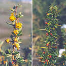 Image of Berberis hieronymi Schneider