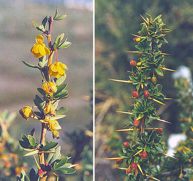 Image of Berberis hieronymi Schneider