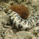 Image of Snowflake moray