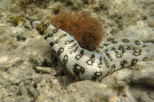 Image of Snowflake moray