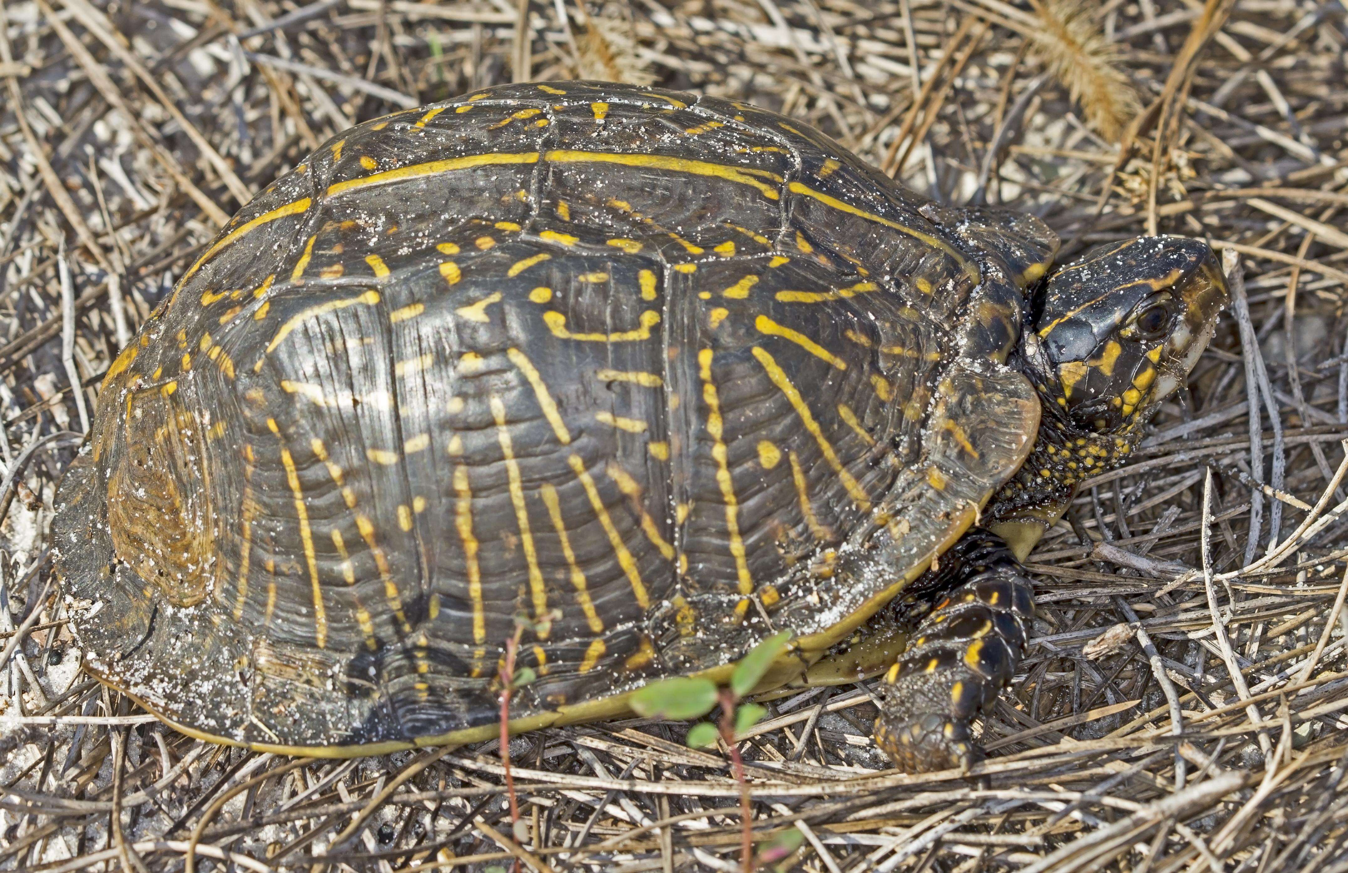 Image of box turtle