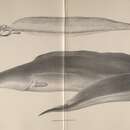 Слика од Gymnarchus niloticus Cuvier 1829