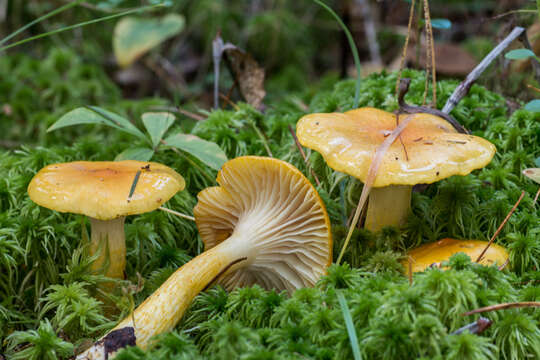 Image of Hygrophorus