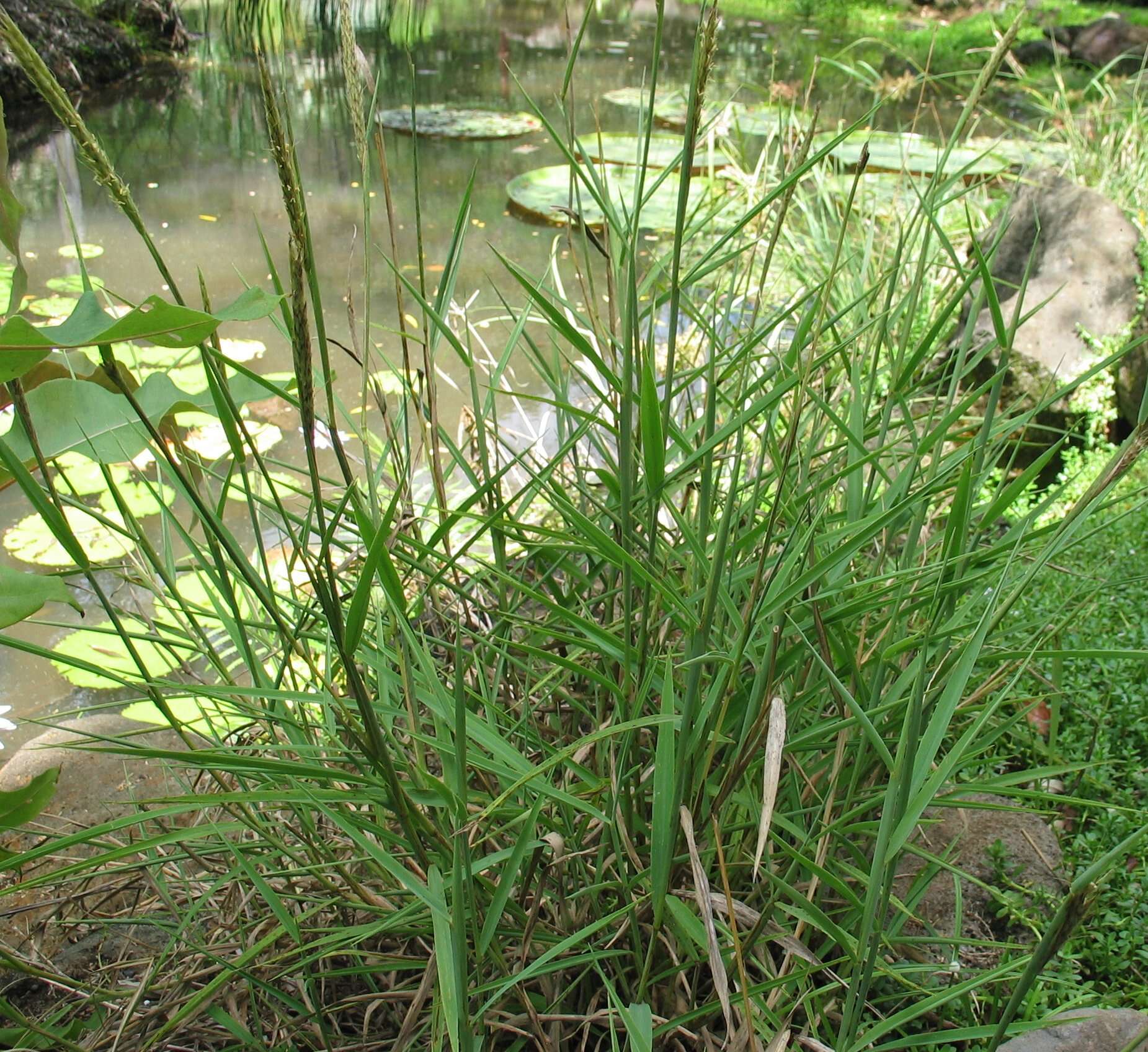 Image of murainagrass
