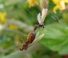 Image of cornfield and citronella ants