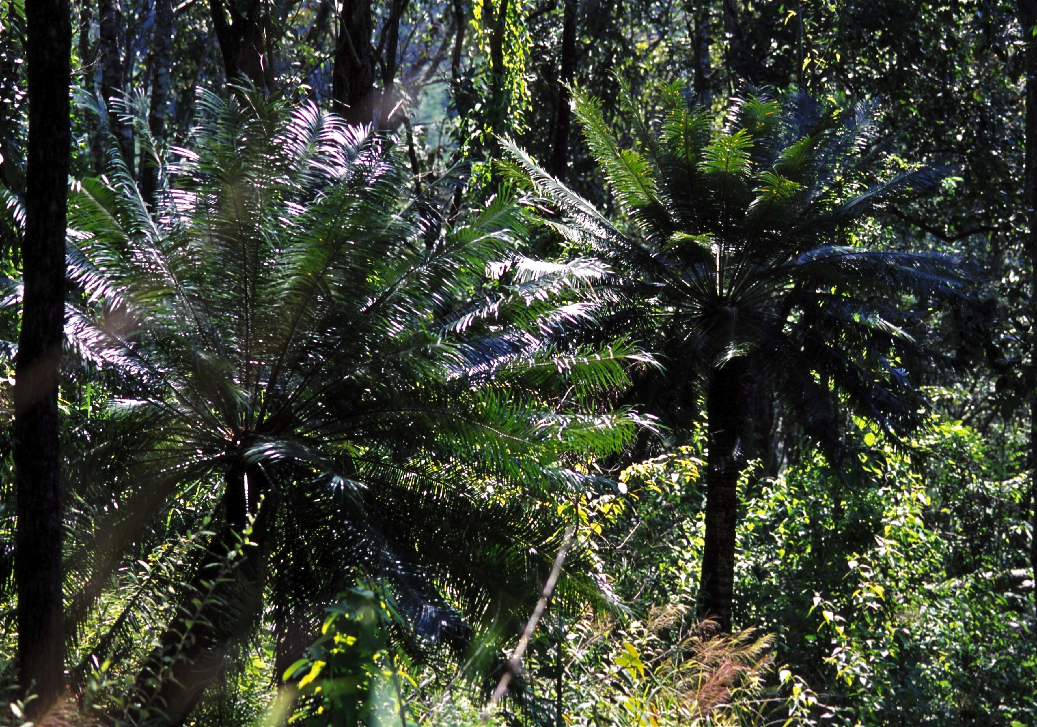 Image of Cycad