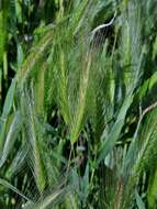 Hordeum murinum L.的圖片