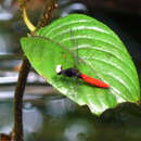 Image of White-eyed Skimmer