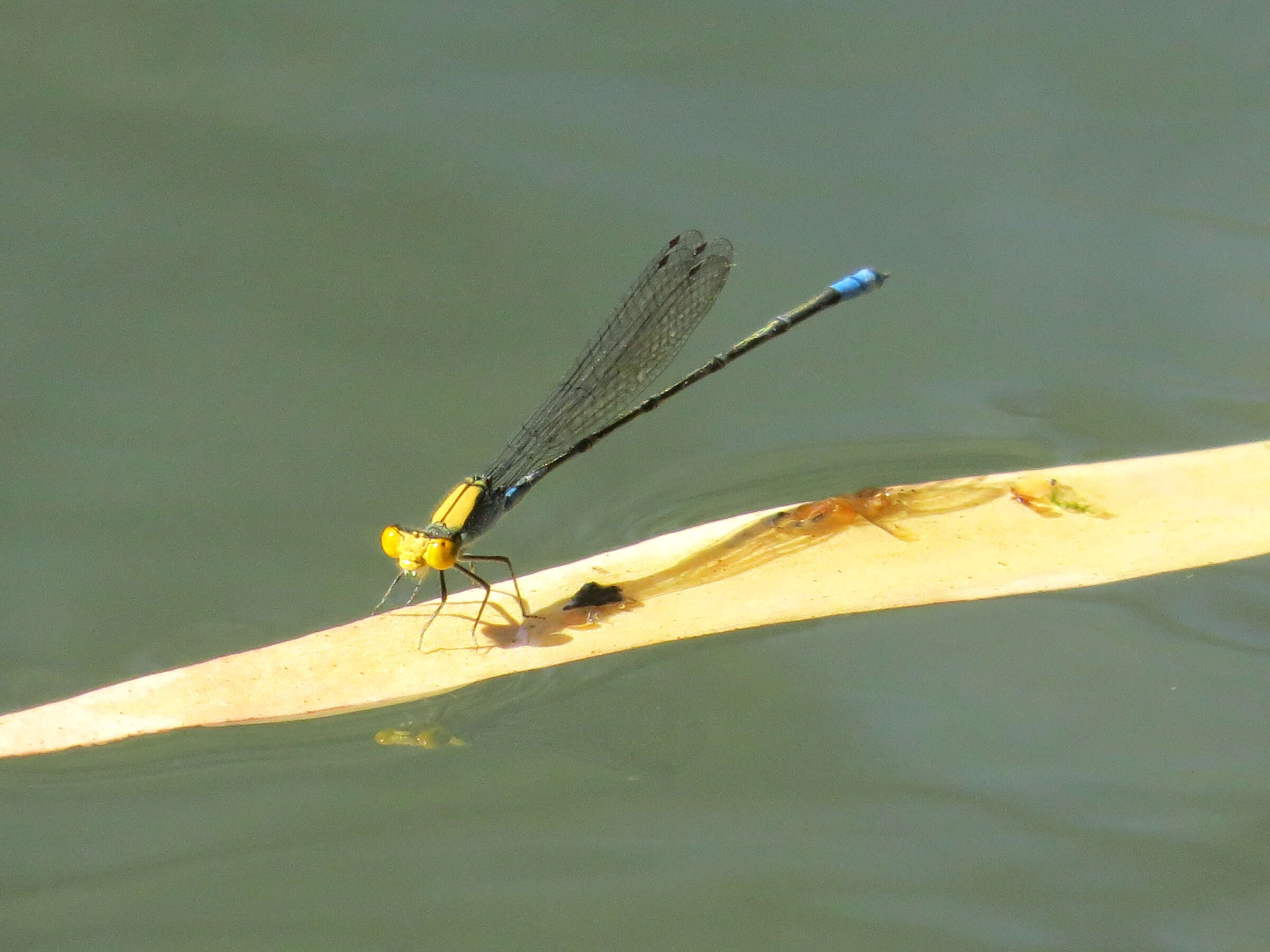 Image of Pseudagrion Selys 1876