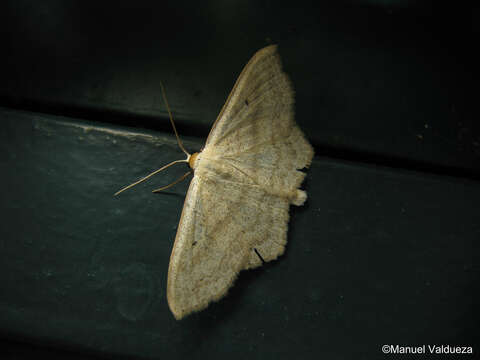 Слика од Scopula incanata Linnaeus 1758