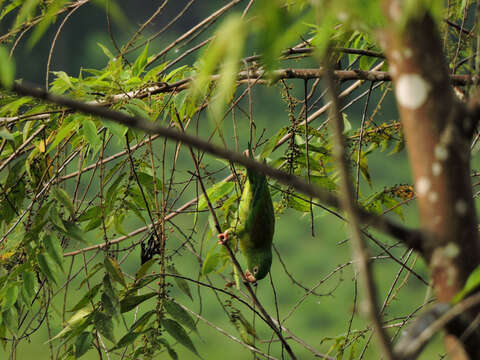 Image of Orange-chinned Parakeet