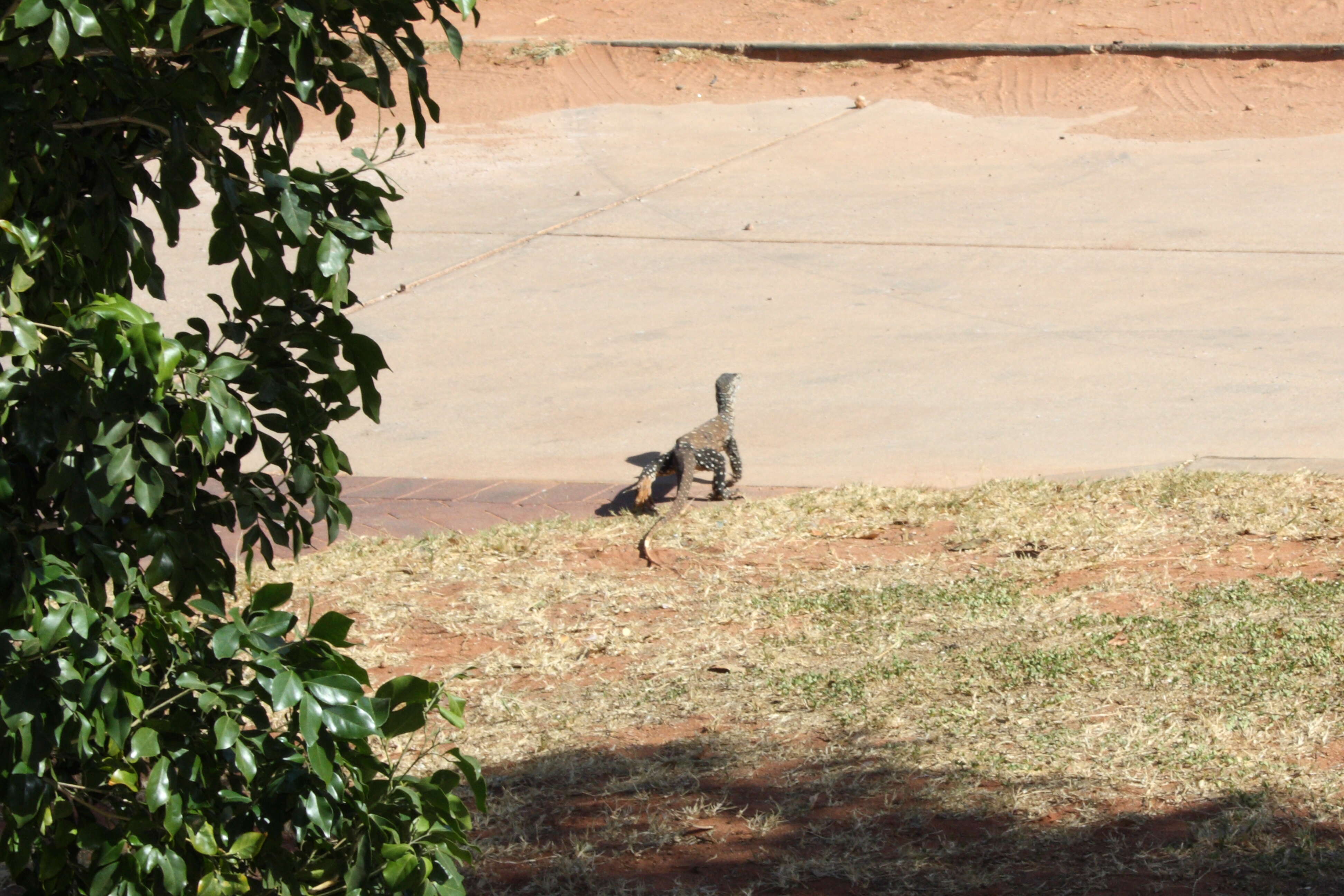 Image of monitor lizards