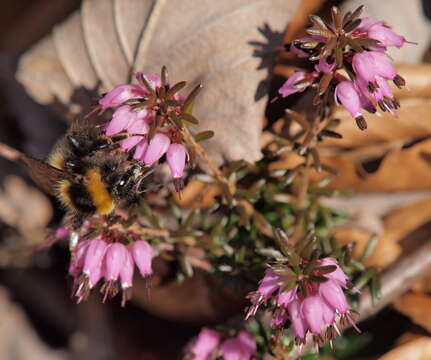 Imagem de Erica carnea L.