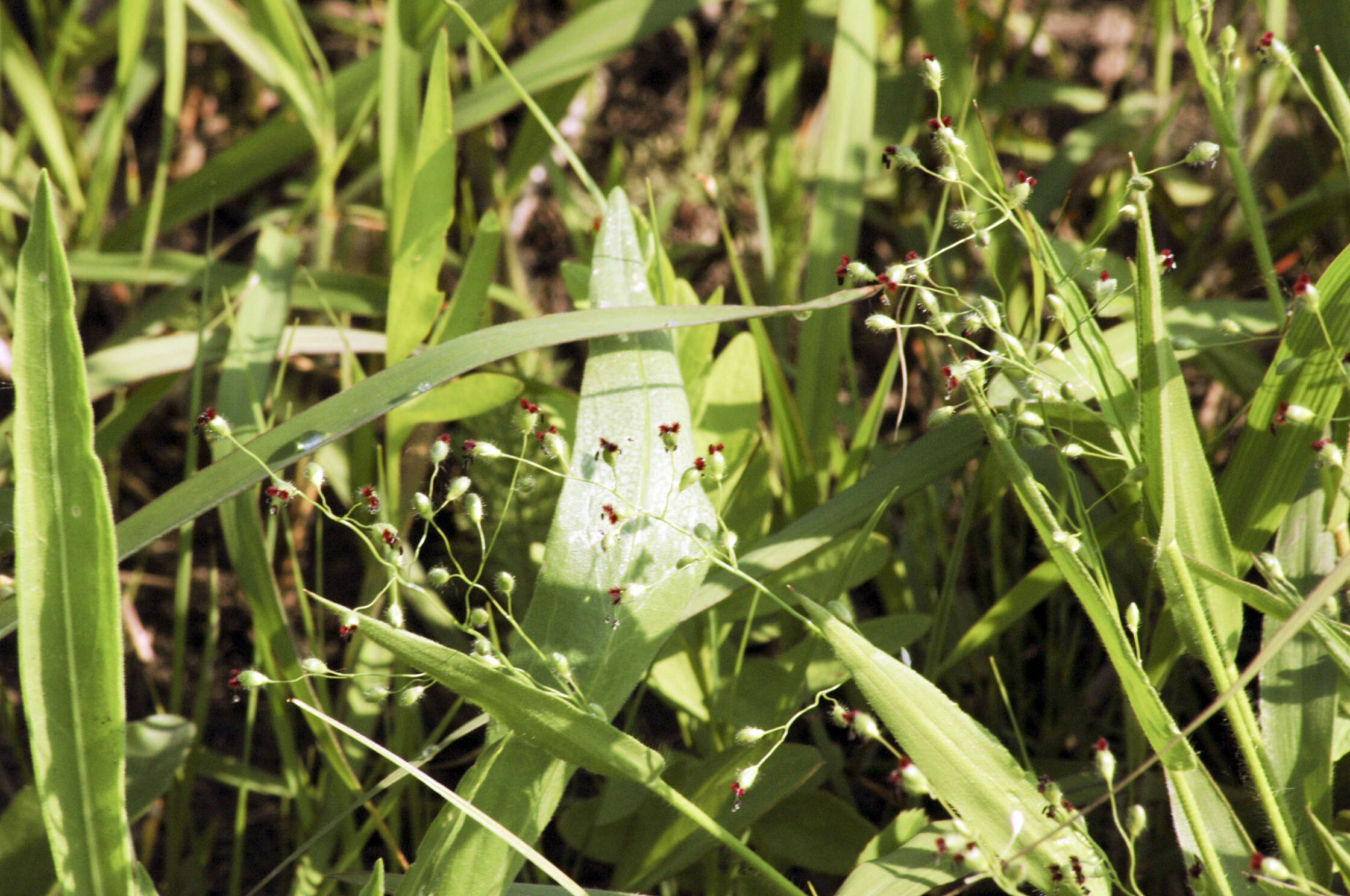 Imagem de Panicum leibergii (Vasey) Scribn.