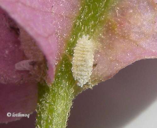 Image of mealybugs