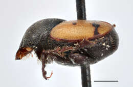 Слика од Onthophagus graphicus Wallengren 1881