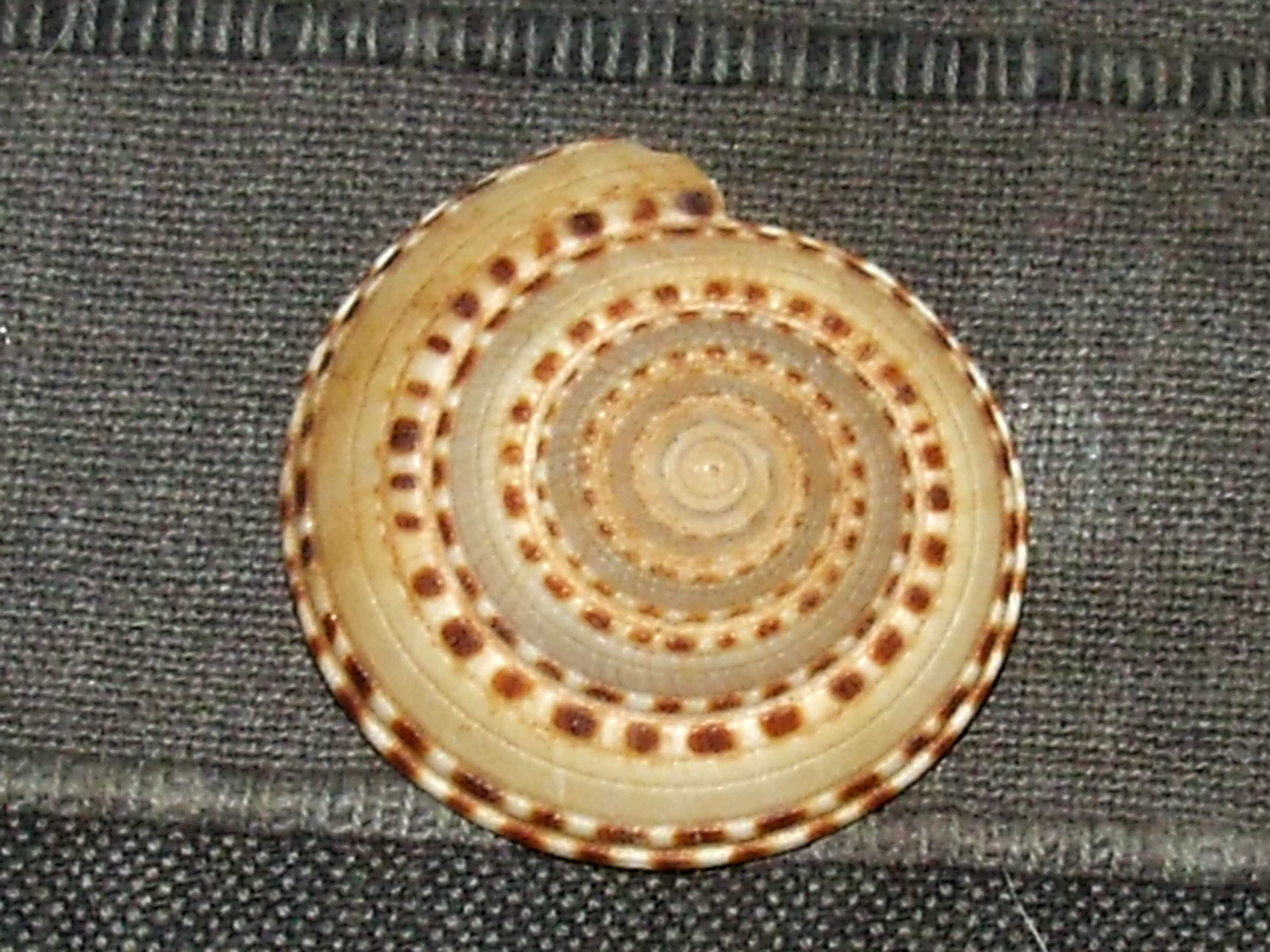 Image of Lower Heterobranchia