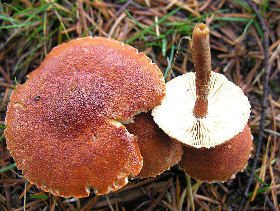 Plancia ëd Cystodermella