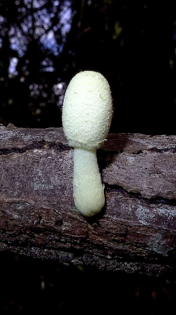 Image of Leucocoprinus