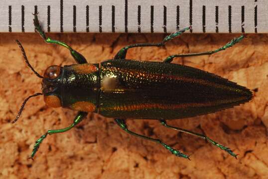 Image of Iridotaenia chrysogramma Deyrolle 1864