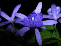 Image of Petrea volubilis