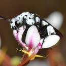 Image of Stylidium crassifolium R. Br.