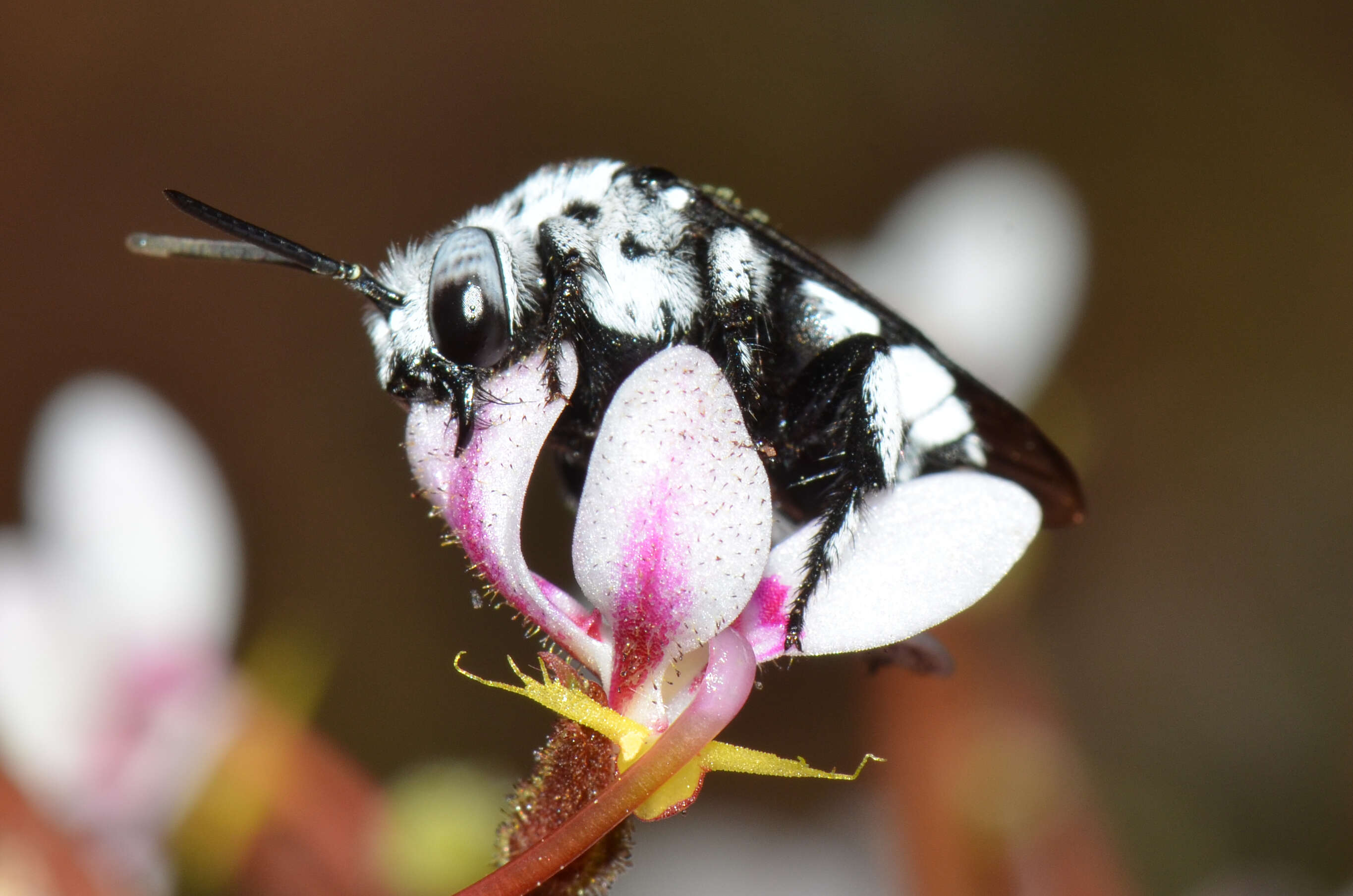 Sivun Stylidium crassifolium R. Br. kuva