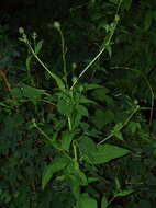 Image of teasel