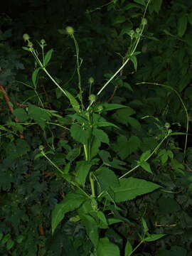 Image of small teasel