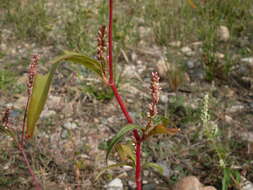 Image of Pinkweeds