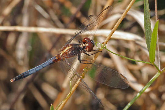 Image of Little Blue Dragonlet