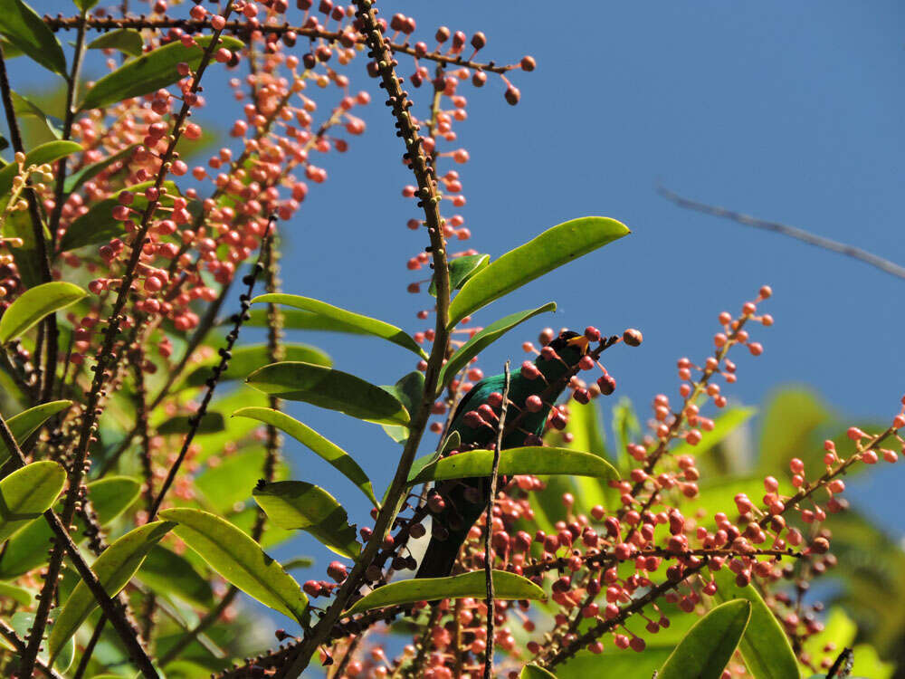 Image of Sarcopera sessiliflora (Triana & Planch.) H. G. Bedell