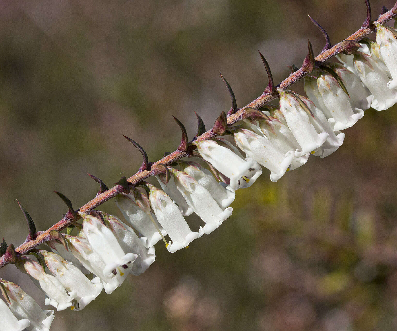 Plancia ëd Epacris impressa Labill.