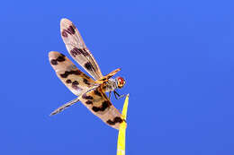 Image of Flutterers (Dragonflies)