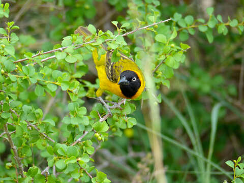 Image of Lesser Masked Weaver