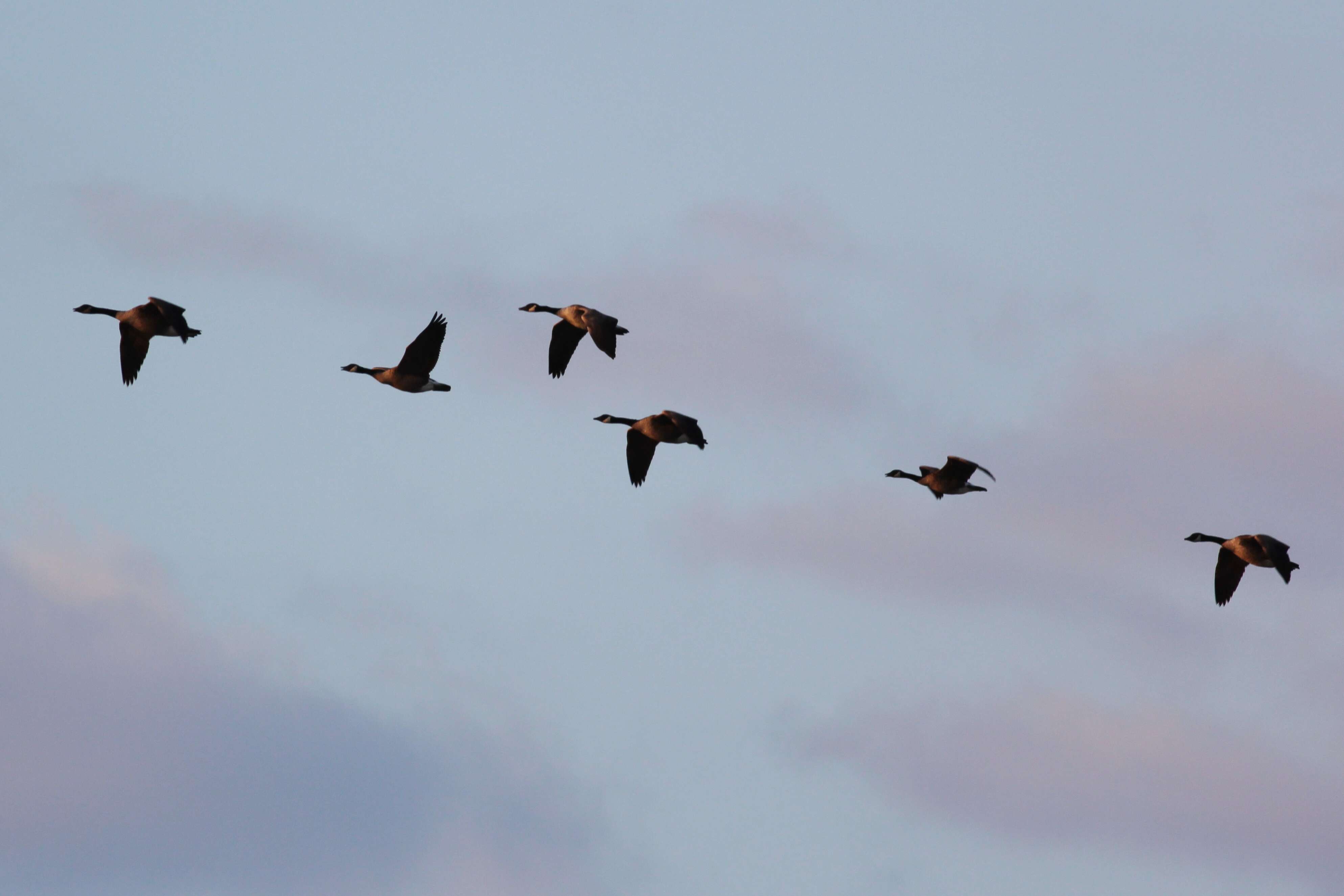 Image of Hawaiian goose