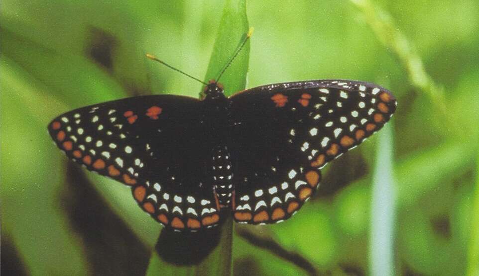 Image of Checkerspots