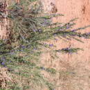 Image of Stemodia florulenta W. R. Barker
