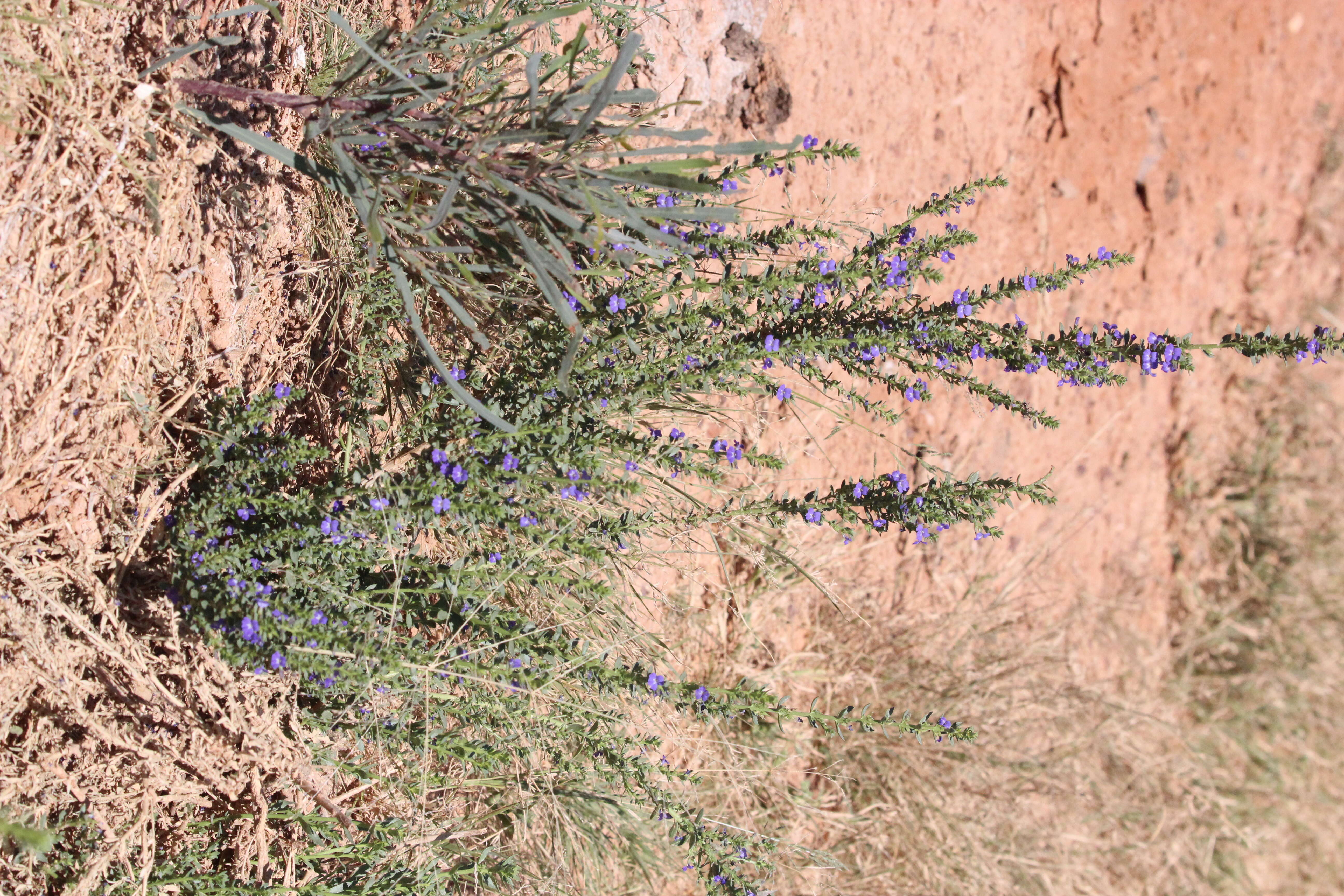 Слика од Stemodia florulenta W. R. Barker