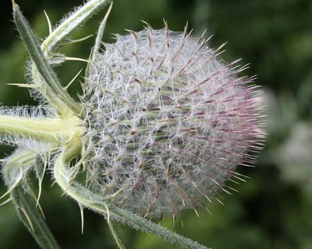 Image of woolly thistle