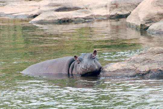 Image of Common Hippopotamus